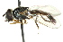  (Platycheirus scutatus - CNC DIPTERA 162599)  @14 [ ] CreativeCommons - Attribution (2012) CNC/CBG Photography Group Centre for Biodiversity Genomics