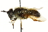  ( - CNC DIPTERA 162627)  @14 [ ] CreativeCommons - Attribution (2012) CNC/CBG Photography Group Centre for Biodiversity Genomics