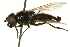  (Cheilosia hercyniae - CNC DIPTERA 162635)  @11 [ ] CreativeCommons - Attribution (2012) CNC/CBG Photography Group Centre for Biodiversity Genomics