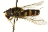  (Syrphus nitidifrons - CNC DIPTERA 162649)  @14 [ ] CreativeCommons - Attribution (2012) CNC/CBG Photography Group Centre for Biodiversity Genomics