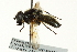  (Cheilosia alpina - CNC DIPTERA 162654)  @11 [ ] CreativeCommons - Attribution (2012) CNC/CBG Photography Group Centre for Biodiversity Genomics
