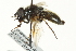  ( - CNC DIPTERA 162655)  @11 [ ] CreativeCommons - Attribution (2012) CNC/CBG Photography Group Centre for Biodiversity Genomics