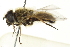  ( - CNC DIPTERA 162656)  @13 [ ] CreativeCommons - Attribution (2012) CNC/CBG Photography Group Centre for Biodiversity Genomics