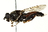  ( - CNC DIPTERA 162663)  @13 [ ] CreativeCommons - Attribution (2012) CNC/CBG Photography Group Centre for Biodiversity Genomics