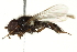  ( - CNC DIPTERA 162671)  @11 [ ] CreativeCommons - Attribution (2012) CNC/CBG Photography Group Centre for Biodiversity Genomics