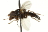  (Cheilosia angustigenis - CNC DIPTERA 162672)  @11 [ ] CreativeCommons - Attribution (2012) CNC/CBG Photography Group Centre for Biodiversity Genomics