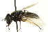  ( - CNC DIPTERA 162673)  @11 [ ] CreativeCommons - Attribution (2012) CNC/CBG Photography Group Centre for Biodiversity Genomics