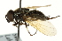  ( - CNC DIPTERA 162674)  @11 [ ] CreativeCommons - Attribution (2012) CNC/CBG Photography Group Centre for Biodiversity Genomics