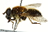  (Cheilosia subpictipennis - CNC DIPTERA 162676)  @14 [ ] CreativeCommons - Attribution (2012) CNC/CBG Photography Group Centre for Biodiversity Genomics