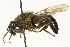  ( - CNC DIPTERA 162682)  @11 [ ] CreativeCommons - Attribution (2012) CNC/CBG Photography Group Centre for Biodiversity Genomics