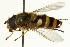  ( - CNC DIPTERA 162684)  @11 [ ] CreativeCommons - Attribution (2012) CNC/CBG Photography Group Centre for Biodiversity Genomics