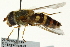  ( - CNC DIPTERA 162685)  @11 [ ] CreativeCommons - Attribution (2012) CNC/CBG Photography Group Centre for Biodiversity Genomics