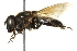  ( - CNC DIPTERA 162692)  @13 [ ] CreativeCommons - Attribution (2012) CNC/CBG Photography Group Centre for Biodiversity Genomics