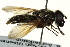  ( - CNC DIPTERA 162693)  @11 [ ] CreativeCommons - Attribution (2012) CNC/CBG Photography Group Centre for Biodiversity Genomics