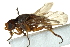  ( - CNC DIPTERA 162701)  @11 [ ] CreativeCommons - Attribution (2012) CNC/CBG Photography Group Centre for Biodiversity Genomics