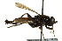  ( - CNC DIPTERA 162702)  @11 [ ] CreativeCommons - Attribution (2012) CNC/CBG Photography Group Centre for Biodiversity Genomics