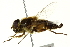  ( - CNC DIPTERA 162704)  @11 [ ] CreativeCommons - Attribution (2012) CNC/CBG Photography Group Centre for Biodiversity Genomics