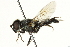  ( - CNC DIPTERA 162711)  @11 [ ] CreativeCommons - Attribution (2012) CNC/CBG Photography Group Centre for Biodiversity Genomics
