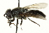  ( - CNC DIPTERA 162712)  @11 [ ] CreativeCommons - Attribution (2012) CNC/CBG Photography Group Centre for Biodiversity Genomics