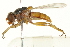  ( - CNC DIPTERA 162719)  @11 [ ] CreativeCommons - Attribution (2012) CNC/CBG Photography Group Centre for Biodiversity Genomics