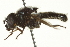  ( - CNC DIPTERA 162725)  @11 [ ] CreativeCommons - Attribution (2012) CNC/CBG Photography Group Centre for Biodiversity Genomics