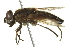 ( - CNC DIPTERA 162727)  @13 [ ] CreativeCommons - Attribution (2012) CNC/CBG Photography Group Centre for Biodiversity Genomics