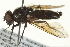  (Cheilosia gagatea - CNC DIPTERA 162739)  @11 [ ] CreativeCommons - Attribution (2012) CNC/CBG Photography Group Centre for Biodiversity Genomics