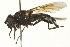  ( - CNC DIPTERA 162740)  @11 [ ] CreativeCommons - Attribution (2012) CNC/CBG Photography Group Centre for Biodiversity Genomics