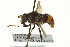  ( - CNC DIPTERA 162745)  @13 [ ] CreativeCommons - Attribution (2012) CNC/CBG Photography Group Centre for Biodiversity Genomics
