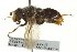  ( - CNC DIPTERA 162746)  @11 [ ] CreativeCommons - Attribution (2012) CNC/CBG Photography Group Centre for Biodiversity Genomics