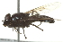  ( - CNC DIPTERA 162753)  @13 [ ] CreativeCommons - Attribution (2012) CNC/CBG Photography Group Centre for Biodiversity Genomics