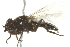  (Cheilosia laeviseta - CNC DIPTERA 162754)  @13 [ ] CreativeCommons - Attribution (2012) CNC/CBG Photography Group Centre for Biodiversity Genomics