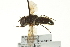  ( - CNC DIPTERA 162755)  @11 [ ] CreativeCommons - Attribution (2012) CNC/CBG Photography Group Centre for Biodiversity Genomics