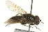  (Cheilosia infimana - CNC DIPTERA 162756)  @11 [ ] CreativeCommons - Attribution (2012) CNC/CBG Photography Group Centre for Biodiversity Genomics