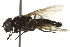  (Cheilosia nivalis - CNC DIPTERA 162772)  @13 [ ] CreativeCommons - Attribution (2012) CNC/CBG Photography Group Centre for Biodiversity Genomics