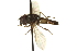  ( - CNC DIPTERA 162780)  @11 [ ] CreativeCommons - Attribution (2012) CNC/CBG Photography Group Centre for Biodiversity Genomics