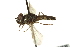 ( - CNC DIPTERA 162781)  @11 [ ] CreativeCommons - Attribution (2012) CNC/CBG Photography Group Centre for Biodiversity Genomics