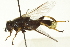  ( - CNC DIPTERA 162782)  @12 [ ] CreativeCommons - Attribution (2012) CNC/CBG Photography Group Centre for Biodiversity Genomics