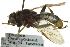  ( - CNC DIPTERA 162783)  @13 [ ] CreativeCommons - Attribution (2012) CNC/CBG Photography Group Centre for Biodiversity Genomics