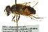  ( - CNC DIPTERA 162787)  @11 [ ] CreativeCommons - Attribution (2012) CNC/CBG Photography Group Centre for Biodiversity Genomics
