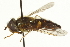  ( - CNC DIPTERA 162788)  @11 [ ] CreativeCommons - Attribution (2012) CNC/CBG Photography Group Centre for Biodiversity Genomics