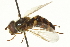  ( - CNC DIPTERA 162789)  @11 [ ] CreativeCommons - Attribution (2012) CNC/CBG Photography Group Centre for Biodiversity Genomics