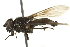  ( - CNC DIPTERA 162795)  @13 [ ] CreativeCommons - Attribution (2012) CNC/CBG Photography Group Centre for Biodiversity Genomics