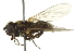  (Cheilosia pedemontana - CNC DIPTERA 162796)  @14 [ ] CreativeCommons - Attribution (2012) CNC/CBG Photography Group Centre for Biodiversity Genomics