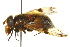  ( - CNC DIPTERA 162797)  @11 [ ] CreativeCommons - Attribution (2012) CNC/CBG Photography Group Centre for Biodiversity Genomics