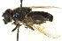  ( - CNC DIPTERA 162807)  @13 [ ] CreativeCommons - Attribution (2012) CNC/CBG Photography Group Centre for Biodiversity Genomics