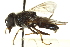  (Cheilosia caerulescens - CNC DIPTERA 162808)  @14 [ ] CreativeCommons - Attribution (2012) CNC/CBG Photography Group Centre for Biodiversity Genomics