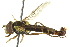  ( - CNC DIPTERA 162810)  @13 [ ] CreativeCommons - Attribution (2012) CNC/CBG Photography Group Centre for Biodiversity Genomics