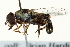  ( - CNC DIPTERA 162818)  @14 [ ] CreativeCommons - Attribution (2012) CNC/CBG Photography Group Centre for Biodiversity Genomics