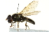  ( - CNC DIPTERA 162827)  @13 [ ] CreativeCommons - Attribution (2012) CNC/CBG Photography Group Centre for Biodiversity Genomics